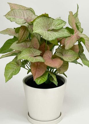 Syngonium Milk Confetti 30-40cm