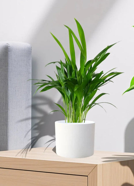 Mini Areca Palm 30-40cm