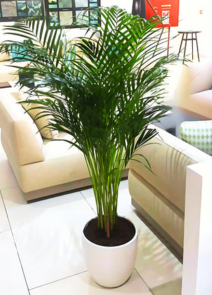 Areca Palm Holland or Chrysalidocarpus Lutescens