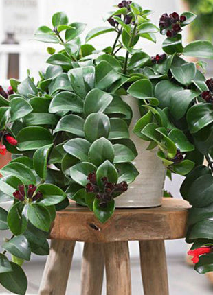 Aeschynanthus or Mona Lisa