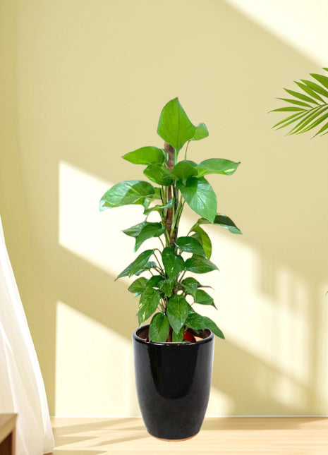 Money Plant, Epipremnum Aureum Mosstok كرمة المال in Black Ceramic Pot 100-120cm