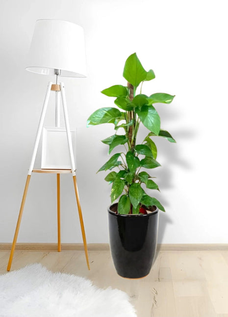 Money Plant, Epipremnum Aureum Mosstok كرمة المال in Black Ceramic Pot 100-120cm