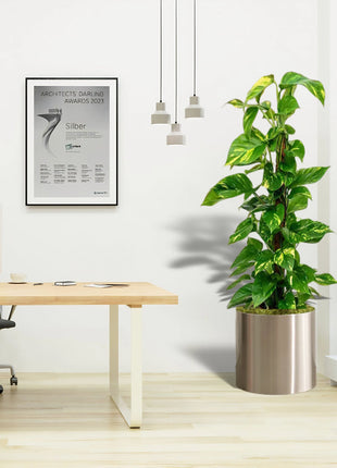 Scindapsus Marble Queen or Money Plant or Epipremnum aureum كرمة المال