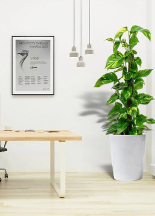 Scindapsus Marble Queen or Money Plant or Epipremnum aureum كرمة المال