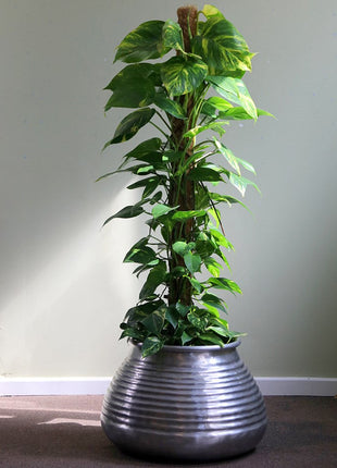 Money Plant, Epipremnum Aureum Mosstok كرمة المال in Black Ceramic Pot 100-120cm