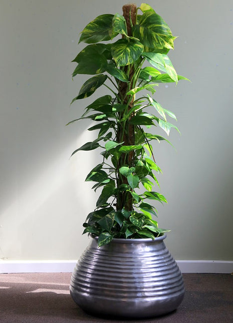 Scindapsus Marble Queen or Money Plant or Epipremnum aureum كرمة المال Success