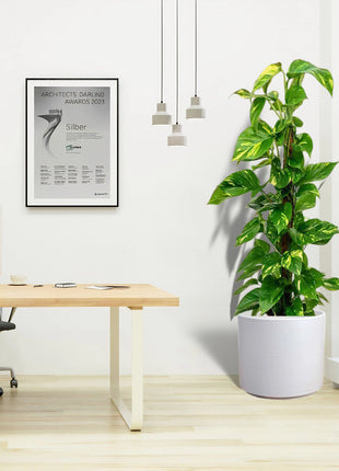 Scindapsus Marble Queen or Money Plant or Epipremnum aureum كرمة المال