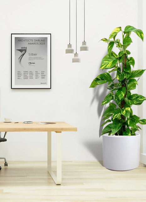 Scindapsus Marble Queen or Money Plant or Epipremnum aureum كرمة المال