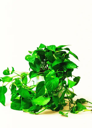 Hanging Money Plant &#8220;Epipremnum Aureum&#8221;