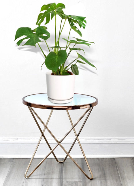 Monstera Deliciosa or Swiss Cheese Plant Small, Beautiful Medium Size Monstera