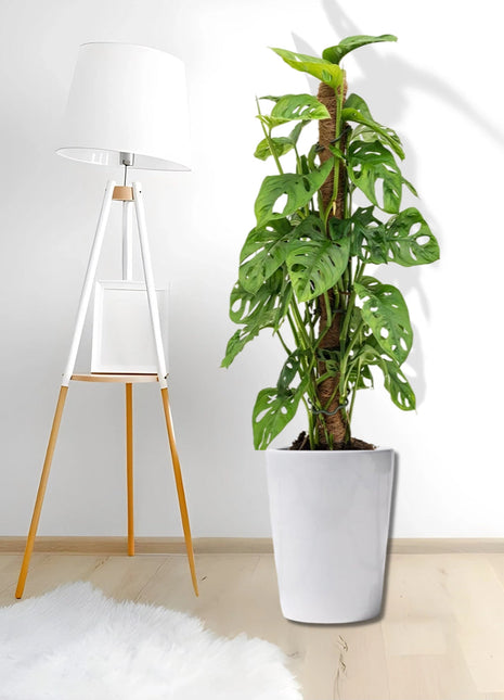 Monstera adansonii | Swiss Cheese Plant 1.0-1.2m