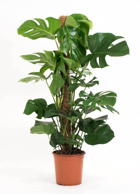 Monstera Deliciosa &#8220;The Hurricane or Swiss Cheese Plant&#8221; Holland