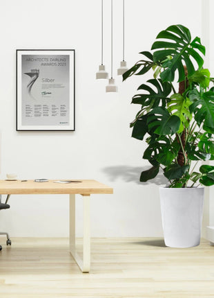 Monstera Deliciosa &#8220;The Hurricane or Swiss Cheese Plant&#8221; Office Plant Overall Height 100-120 cm