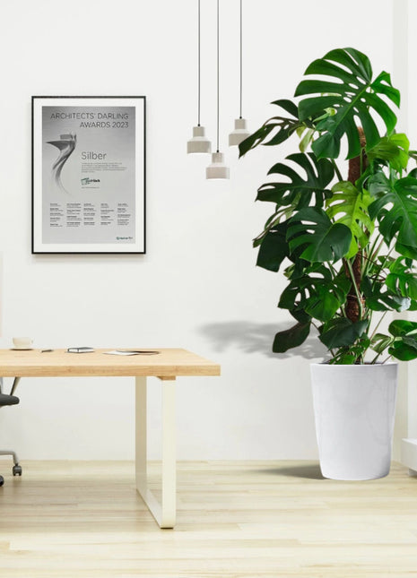 Monstera Deliciosa &#8220;The Hurricane or Swiss Cheese Plant&#8221; Office Plant Overall Height 100-120 cm