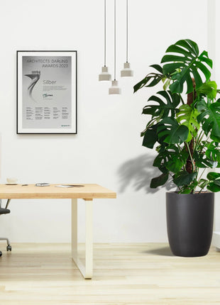 Monstera Deliciosa &#8220;The Hurricane or Swiss Cheese Plant&#8221; Office Plant Overall Height 100-120 cm