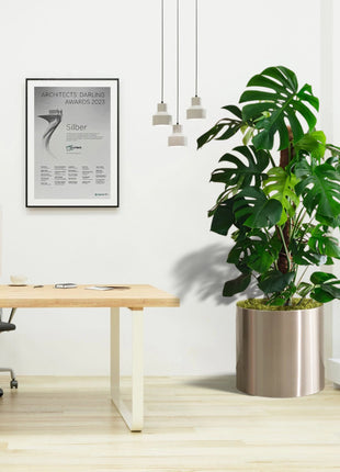 Monstera Deliciosa &#8220;The Hurricane or Swiss Cheese Plant&#8221; Office Plant Overall Height 100-120 cm
