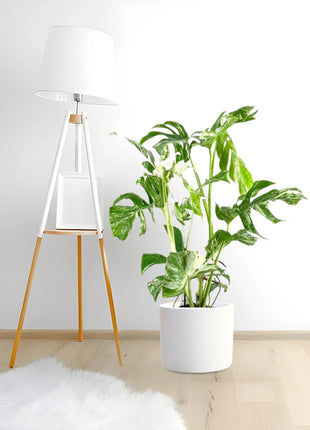 Variegated Monstera  Deliciosa Thai Constellation | 70-90cm