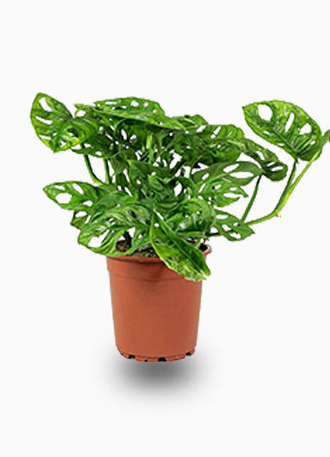 Monstera adansonii or Swiss Cheese Plant