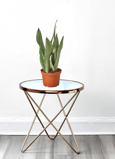 Snake Plant &#8220;Moon Shine&#8221; 25-30cm