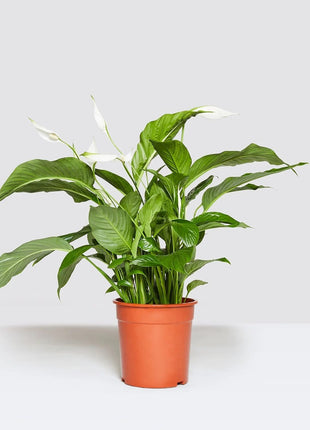 Peace Lily or Spathiphyllum or &#8220;زنبق السلام&#8221;
