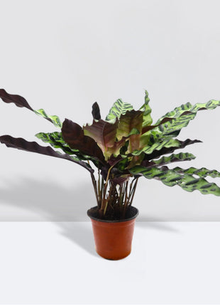 Calathea Lancifolia (Rattlesnake Plant)-30cm