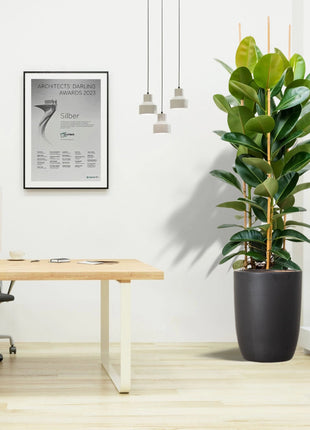 Rubber Plant Tall 3pp 1.2 to 1.5 Office Plant (Holland)