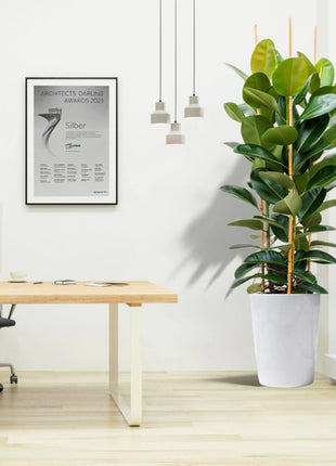 Rubber Plant Tall 3pp 1.2 to 1.5 Office Plant (Holland)