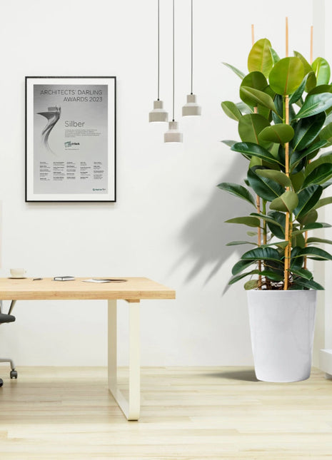 Rubber Plant Tall 3pp 1.2 to 1.5 Office Plant (Holland)