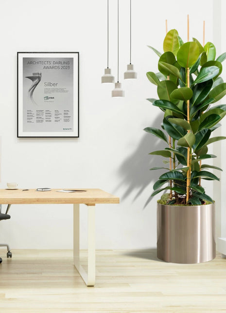Rubber Plant Tall 3pp 1.2 to 1.5 Office Plant (Holland)