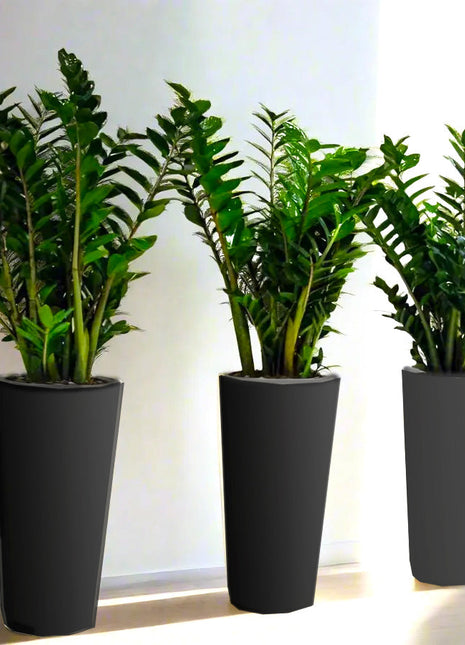 Office Plant Zz in Ceramic Pot Bundle (3pcs) 80-100cm