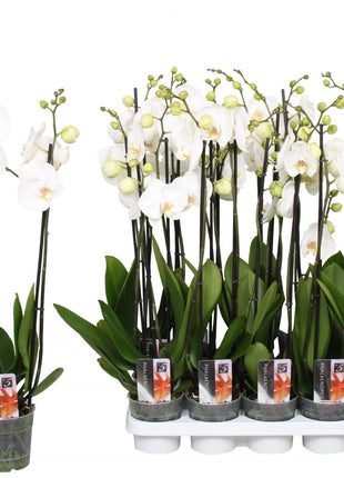 White Orchids 50-70cm