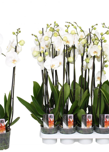 White Orchids 50-70cm