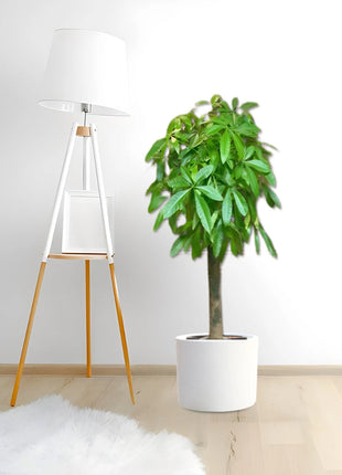 Pachira aquatica, Money Tree &#8220;120-150mm Trunk Dia&#8221;