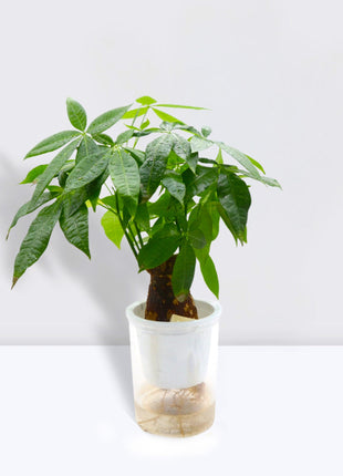 Pachira Aquatica (Money Tree) – 30cm