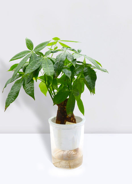 Pachira Aquatica (Money Tree) – 30cm