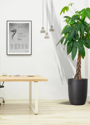 Pachira Aquatica, Money Tree “Twisted Trunk” 130 – 150cm شجرة المال Office Plant