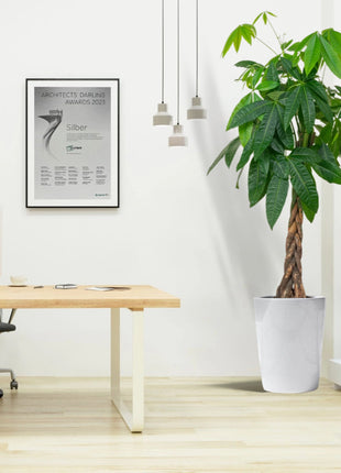 Pachira Aquatica, Money Tree “Twisted Trunk” 130 – 150cm شجرة المال Office Plant