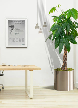 Pachira Aquatica, Money Tree “Twisted Trunk” 130 – 150cm شجرة المال Office Plant