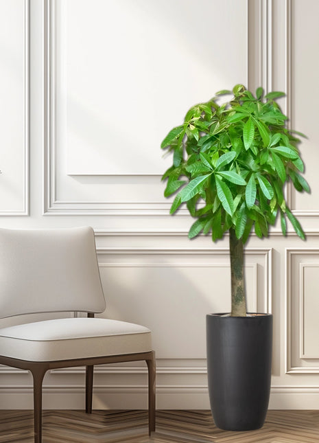 Patchira Thick Trunk (Money Tree) in Black ceramic Pot 1.2-1.5m