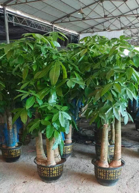 Pachira aquatica, Money Tree &#8220;Triple Trunk&#8221;