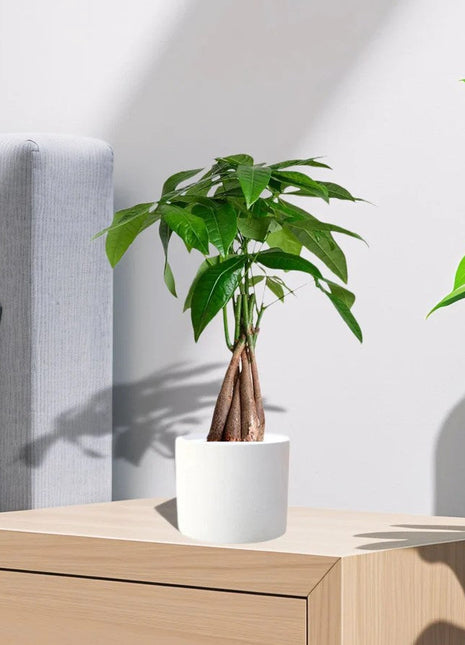 Pachira twisted trunk 30-40 cm