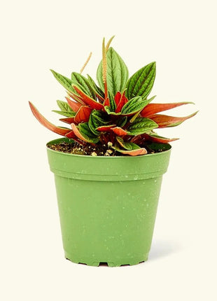 Peperomia caperata