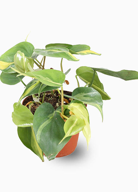 Philodendron Brasil