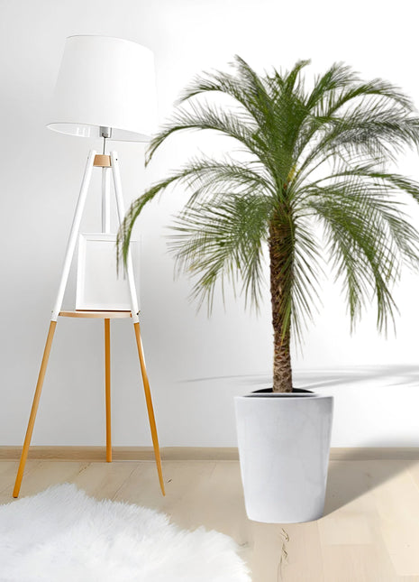 Phoenix Roebelenii in Black Ceramic Pot