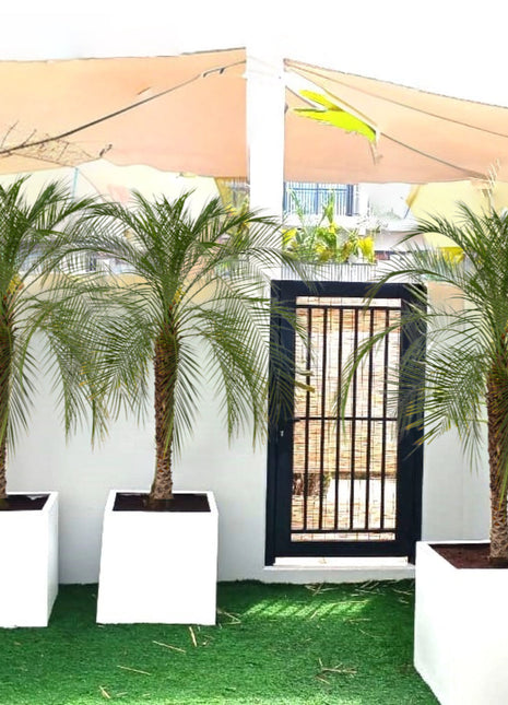 Phoenix Roebelenii in Grp Pot