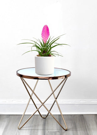 Tillandsia Cyanea Pink Quill &#8220;Healthy Indoor Plant&#8221;