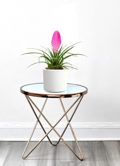 Tillandsia Cyanea Pink Quill &#8220;Healthy Indoor Plant&#8221;