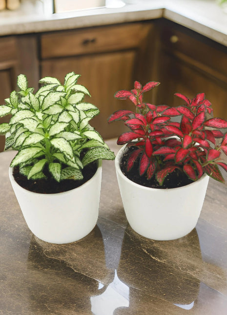 Fittonia, Nerve or Mosaic Plant 5-10cm Spread