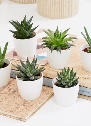 Mini succulents Haworthia 4-6cm per piece