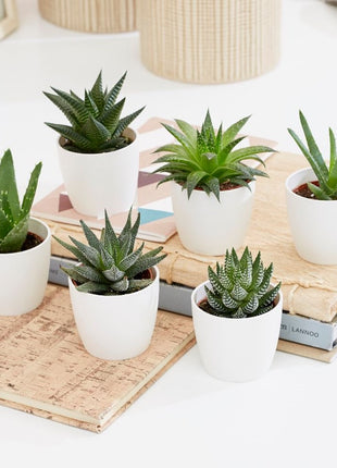 Mini succulents Haworthia 4-6cm per piece
